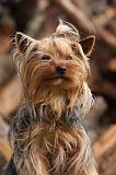 YORKSHIRE TERRIER 627